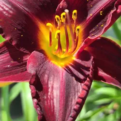 Dalton Farmers Market - Dalton