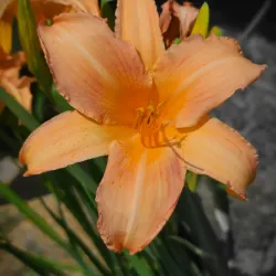 Dalton Farmers Market - Dalton