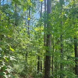 Dalton Greenway Trail - Dalton