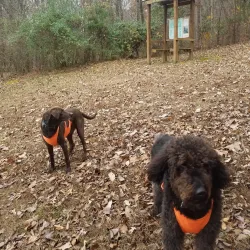 Dalton Greenway Trail - Dalton