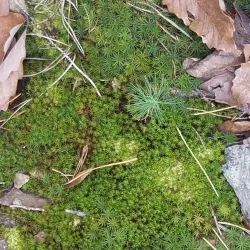 Dalton Greenway Trail - Dalton