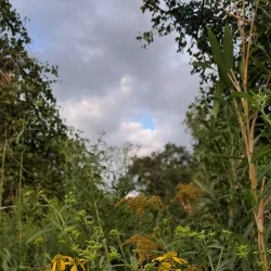 Chapel Hill Park - Douglasville