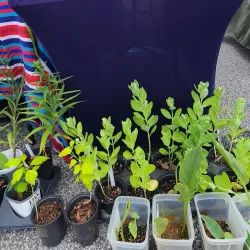 Douglasville Farmers Market - Douglasville