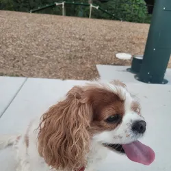 Fayetteville Dog Park - Fayetteville