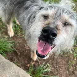 Fayetteville Dog Park - Fayetteville