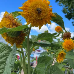 Fayetteville Farmers Market - Fayetteville
