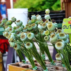 Fayetteville Farmers Market - Fayetteville
