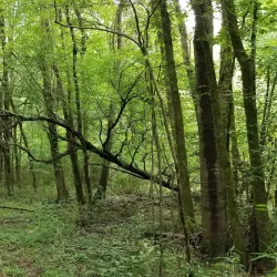 Flat Creek Nature Preserve - Fayetteville