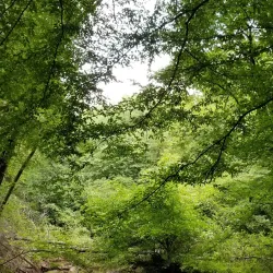 Flat Creek Nature Preserve - Fayetteville