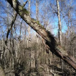 Flat Creek Nature Preserve - Fayetteville