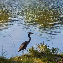 Lake Peachtree - Fayetteville