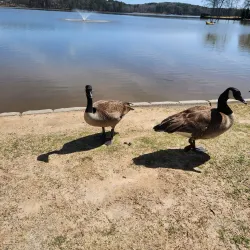 Lake Peachtree - Fayetteville