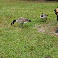 Lake Peachtree - Fayetteville
