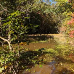 Reynolds Nature Preserve - Fayetteville