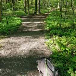 Reynolds Nature Preserve - Fayetteville