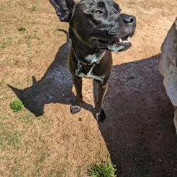 Clayton County International Park Dog Park - Forest Park