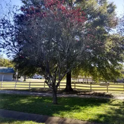 Forest Park Skate Park - Forest Park