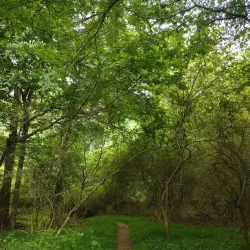 Southside Park - Forest Park