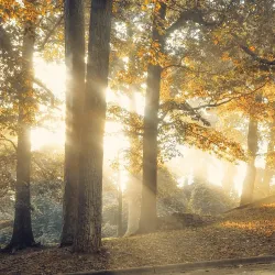 The Forest Park Cultural Arts Center - Forest Park