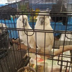 The Forest Park Farmers Market - Forest Park