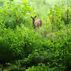 Big Indian Creek Greenway - Forsyth