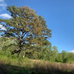 Big Indian Creek Greenway - Forsyth