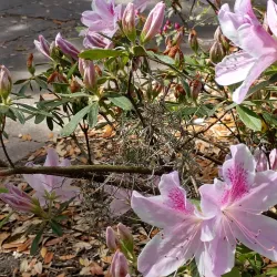 Forsyth Farmers Market - Forsyth