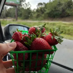 Forsyth Farmers Market - Forsyth