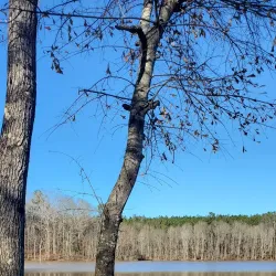 Lake Juliette - Forsyth