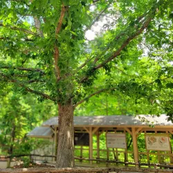 Elachee Nature Science Center - Gainesville