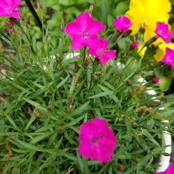 Downtown Kennesaw - Kennesaw