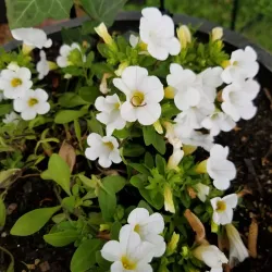 Downtown Kennesaw - Kennesaw