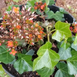 Downtown Kennesaw - Kennesaw