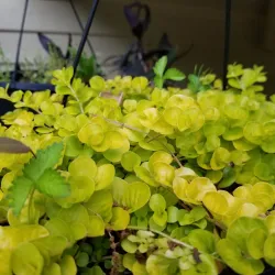 Downtown Kennesaw - Kennesaw