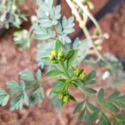 Downtown Kennesaw - Kennesaw