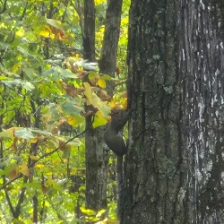Kennesaw Mountain National Battlefield Park - Kennesaw