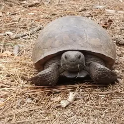 Crooked River State Park - Kingsland