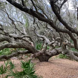 Cumberland Island National Seashore - Kingsland