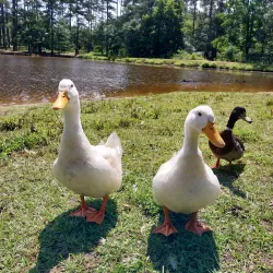 Monroe City Park - Monroe