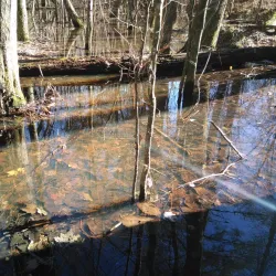 Flat Creek Nature Preserve - Peachtree City