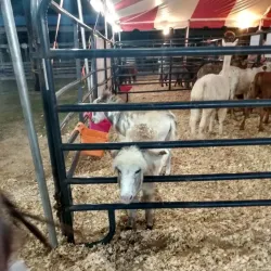 Effingham County Fairgrounds - Rincon