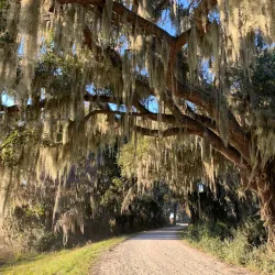 Savannah National Wildlife Refuge - Rincon