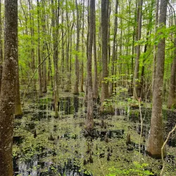 Savannah National Wildlife Refuge - Rincon