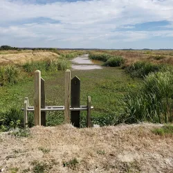 Savannah National Wildlife Refuge - Rincon