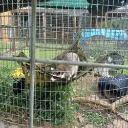 Ridge Ferry Park - Rome