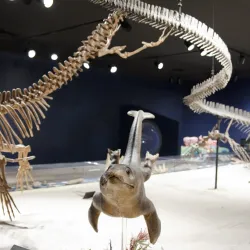 Georgia Southern University - Statesboro