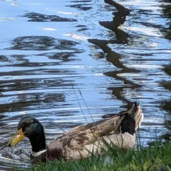 Johnny Henderson Park - Statesboro