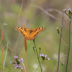 Freedom Park - Valdosta