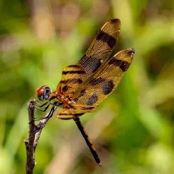 Freedom Park - Valdosta