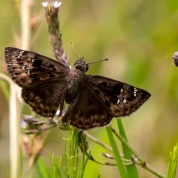 Freedom Park - Valdosta
